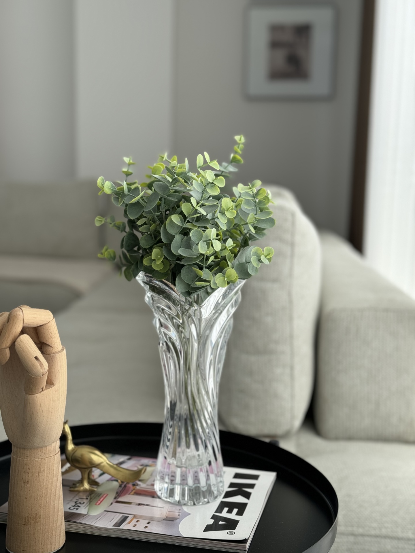  اکالیپتوس وارداتی کالا خلیج 