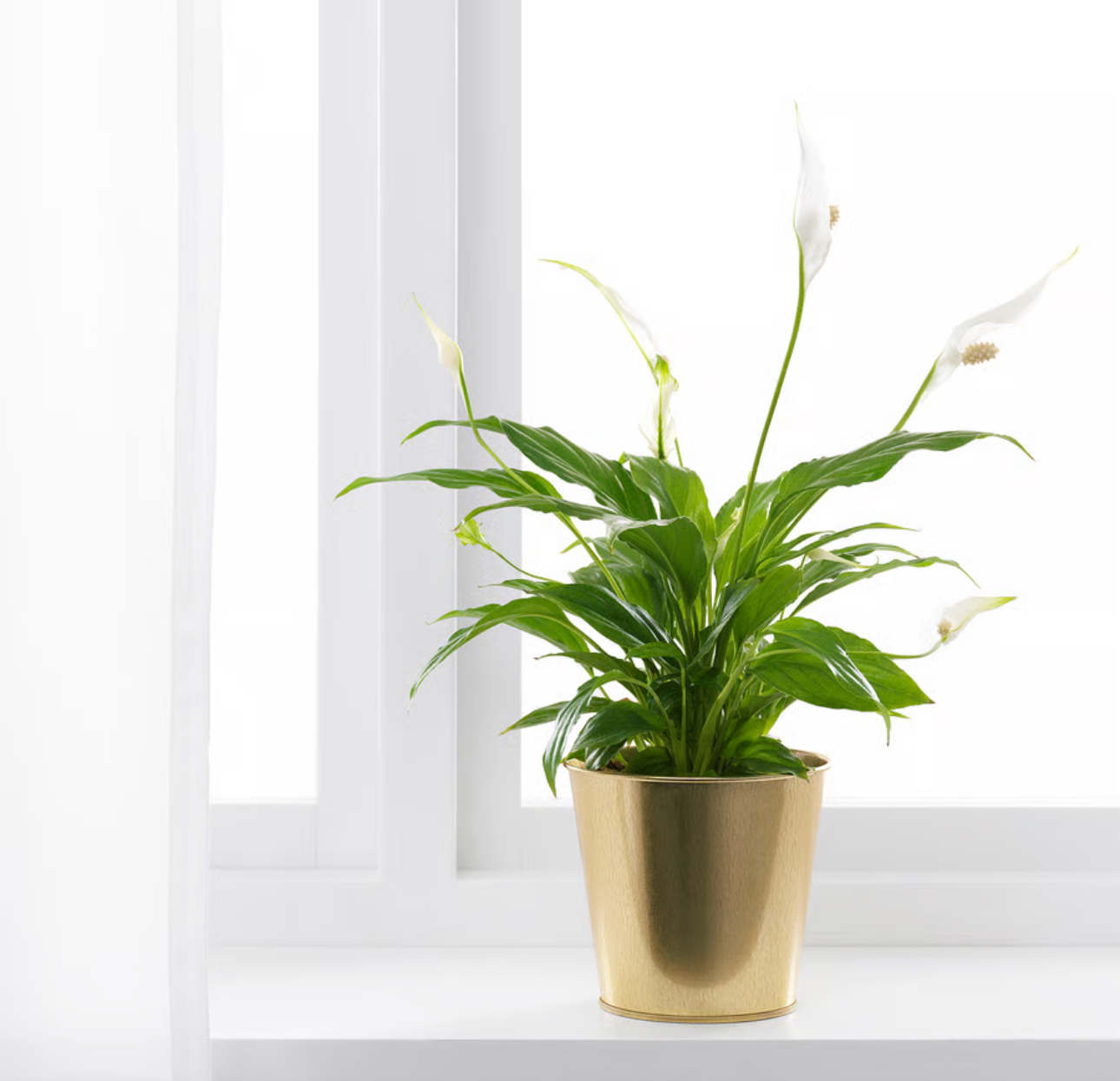 گلدان ایکیا کالا خلیج