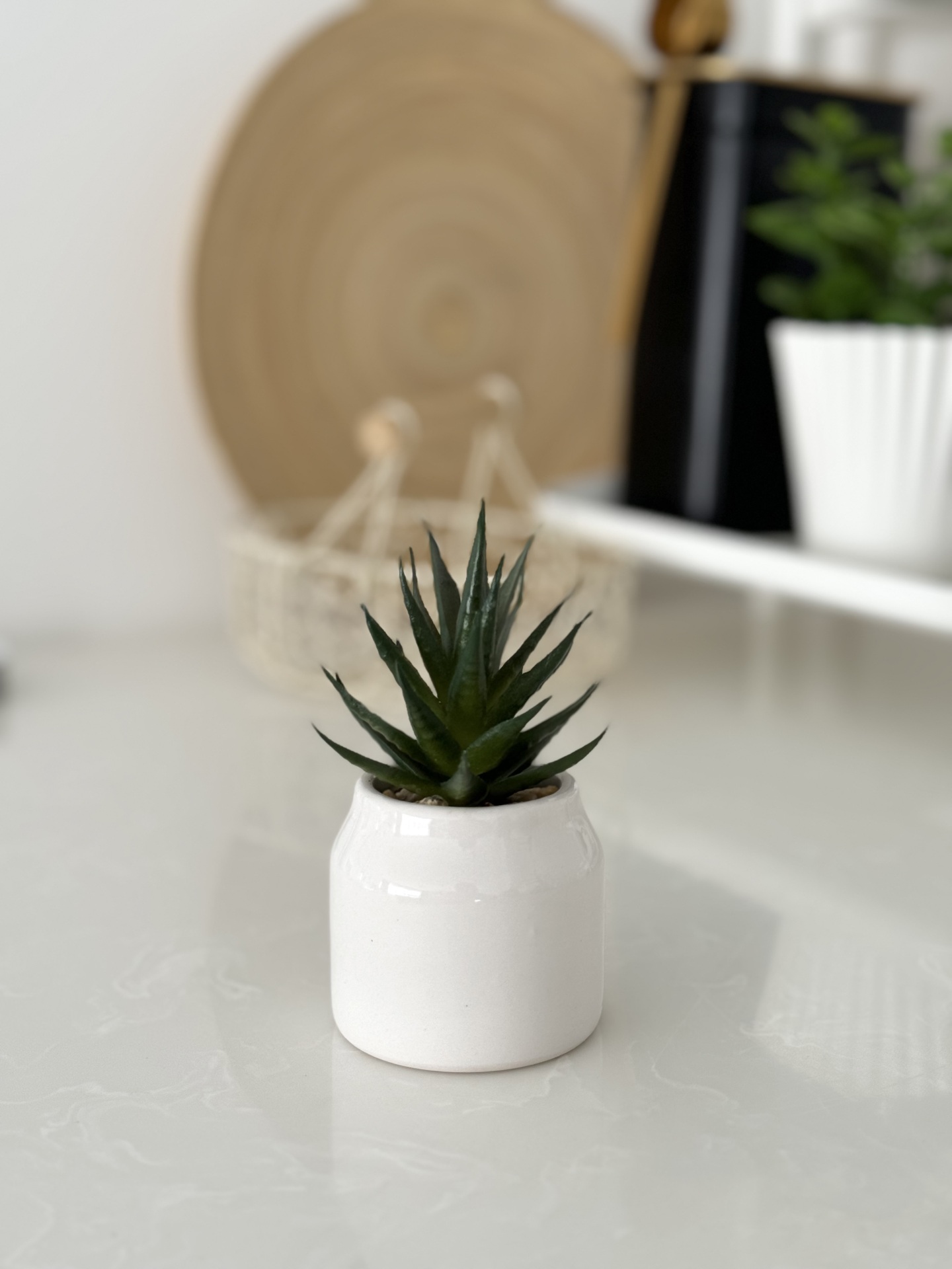  کاکتوس کالا خلیج 