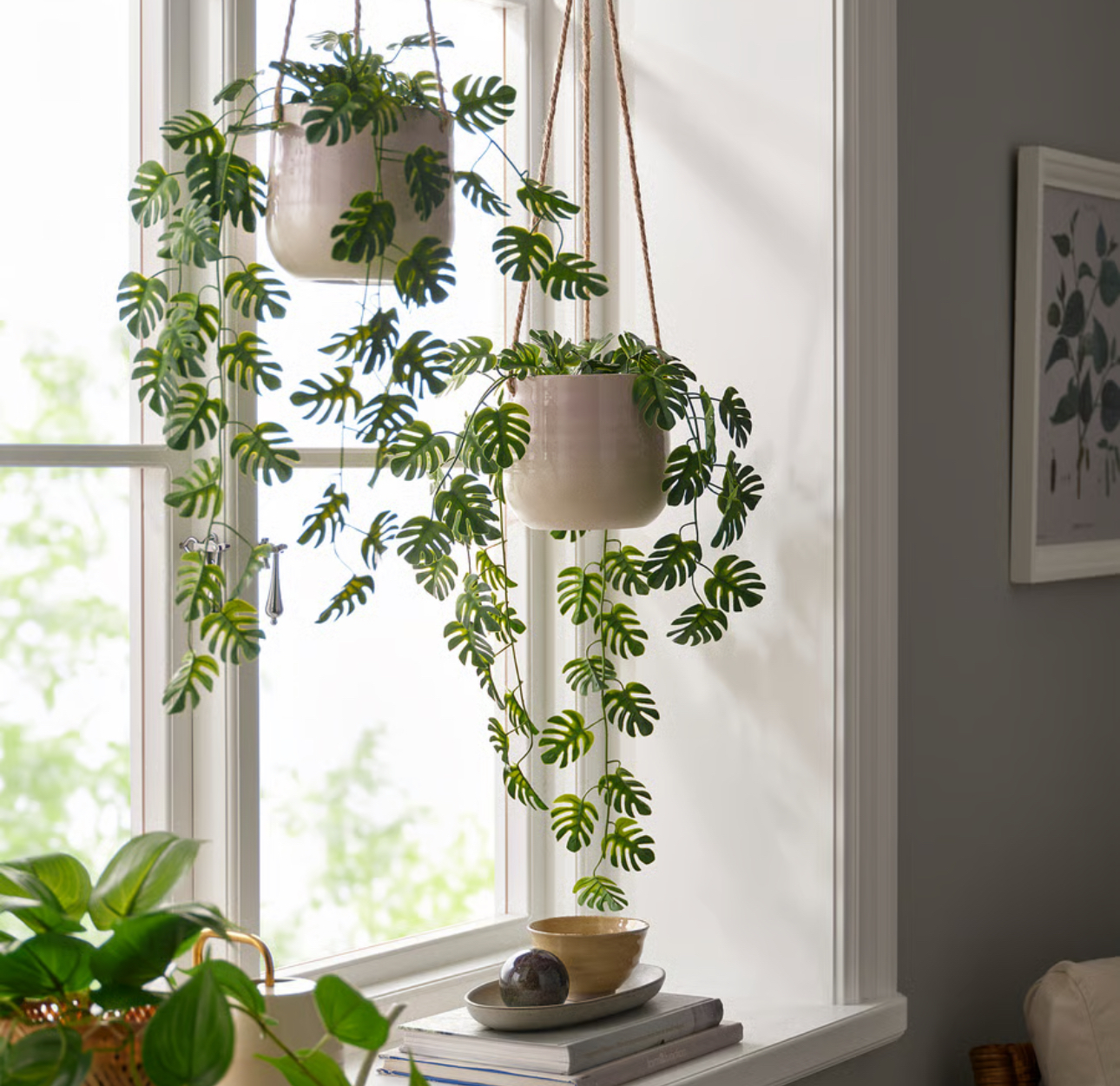  گیاه آویز ایکیا کالا خلیج 